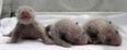 Panda-monium: Meet The New Panda Triplets In China!