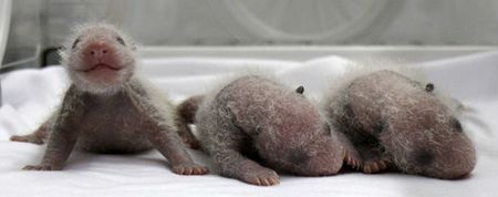 Panda-monium: Meet The New Panda Triplets In China!