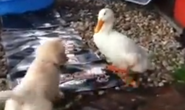 Best Buds! This Duck And Puppy’s Unlikely Friendship Is The Cutest Thing Ever