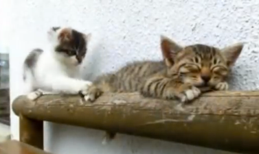 VIDEO: This Sleepy Kitten is You On a Monday Morning