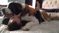WATCH: Puppy Love – This Saint Bernard Has One Epic Greeting For His Owner