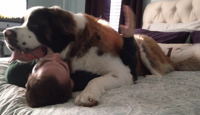 WATCH: Puppy Love – This Saint Bernard Has One Epic Greeting For His Owner