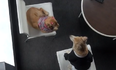 WATCH: The Fifty Shades Of Grey Trailer… Featuring Cute Dogs Instead Of Actors