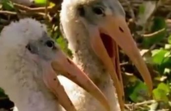 VIDEO: Wildlife Show Gets Dubbed Over And It’s Hilarious