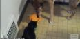 This Compliation Video Of Cats Stealing Dogs’ Food Proves They Are Just Mean