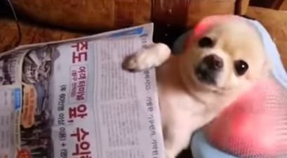 VIDEO: And Relax, Could This Chihuahua Be Any Happier?!