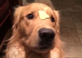 Your Friday Aww… A Cracker Of A Dog Video
