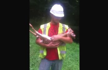 VIDEO – This Is One Baby Deer Who Just Loves The Attention