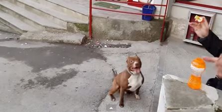 VIDEO: Could He Be Any Happier? Pitbull Loves To Play With Bubbles