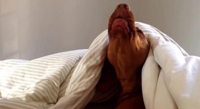 RISE AND SHINE! This Dog’s Reaction To An Alarm Is Exactly How EVERYONE Feels