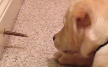 Stella And The Doorstop: This Dog’s Argument With A Doorstop Is Adorable And Hilarious