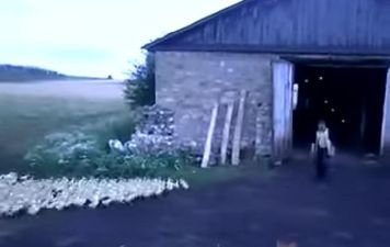 ATTENTION! These Ducks Certainly Understand Army Commands