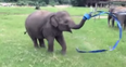 WATCH: This Elephant Playing With A Ribbon Is The Best Start Ever To Your Weekend