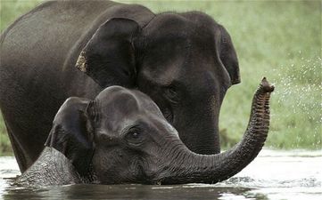 Elephant On 24 Hour Watch As She Tries To Cope With Shock Of Losing Life Long Partner