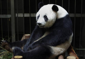 This Panda Faked A Pregnancy For Better Food And Care…