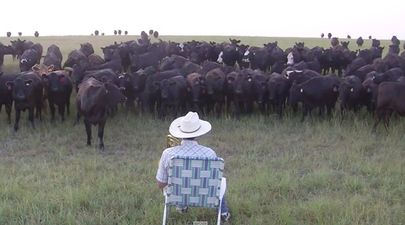 VIDEO: One Mooving Performance From This Farmer Brings On A Stampede Of Cows