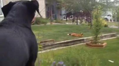VIDEO – This Dog Is REALLY Not Happy About The Fox In The Front Garden Playing With His Toys