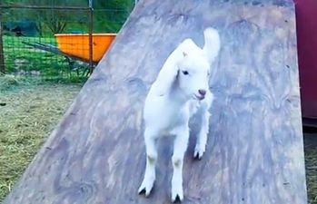 That’s Gas: The Funniest Video We’ve Seen This Week