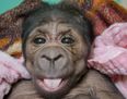 PICTURE – Oklahoma City Zoo Welcome This ADORABLE Baby Gorilla