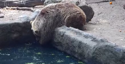 VIDEO – I Got You! Drowning Crow Saved By Grizzly Bear