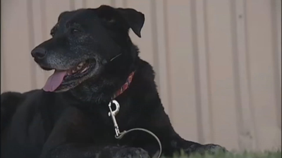 Dog Who Was Rejected After Walking 30 Miles To Get Home Will Live Out Her Days In The Lap Of Luxury