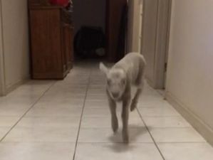 VIDEO – This Prancing, Happy Lamb Is Now Your Entire Life
