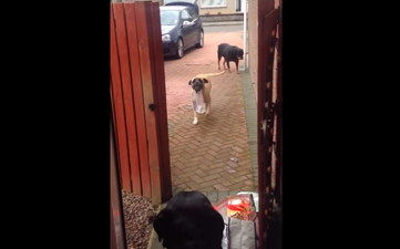WATCH: This Dog Is Your Extra (Adorable) Helping Hand