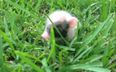 VIDEO – You Will Watch This Vine Of A Baby Piglet Prancing Through The Grass On Loop