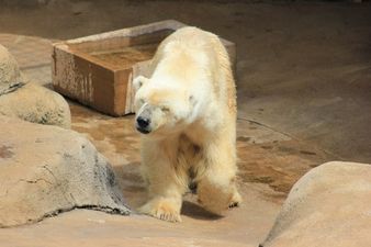 Last Polar Bear In Africa Dies Apparently Of A Broken Heart