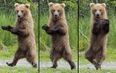 PHOTOS: Dancing Bear Knows All Of The Moves To Michael Jackson’s ‘Thriller’