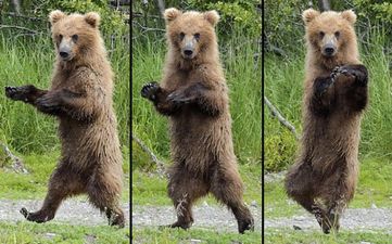 PHOTOS: Dancing Bear Knows All Of The Moves To Michael Jackson’s ‘Thriller’