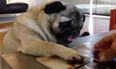 VIDEO – Focus… FOCUS! This Pug REALLY Wants This Blueberry