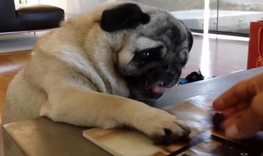 VIDEO – Focus… FOCUS! This Pug REALLY Wants This Blueberry