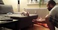 VIDEO: French Bulldog Puppy Makes An Epic Leap… Into His Owner’s Hands