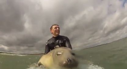 VIDEO: Go Pro Camera Captures Adorable Baby Seal Making Friends With Two Surfers