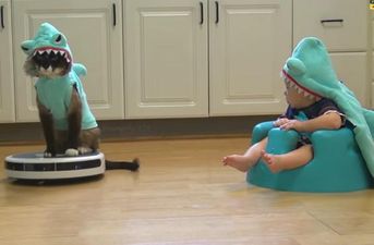 VIDEO – SharkCat Entertains SharkBaby. That Is All