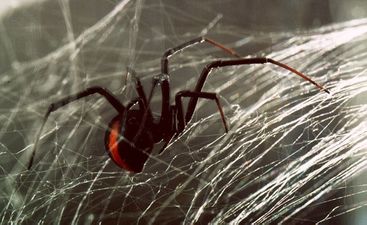 Man In Cork Reportedly Killed By Toxic Spider Bite