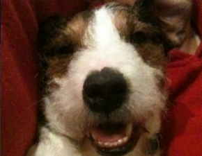 Dog Survives 300Ft Fall Off Cliffs In Clare – Tweets His Thanks To Rescuers