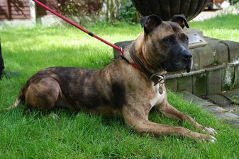 Almost £1m Raised For Manchester Dogs Home Following Arson Attack