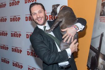 In Pictures: Tom Hardy Posing With A Pit Bull Will Make Your Day