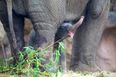 Three Is The Magic Number… Dublin Zoo Welcomes Another Elephant Calf