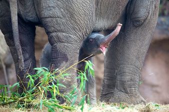 Three Is The Magic Number… Dublin Zoo Welcomes Another Elephant Calf