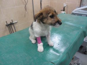 ISPCA Appeals for Information Following “Barbaric” Act of Cruelty on Vulnerable Puppy