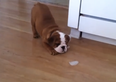 WATCH: Bulldog Puppy Playing With An Ice Cube Will Cheer You Right Up