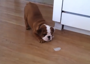 WATCH: Bulldog Puppy Playing With An Ice Cube Will Cheer You Right Up
