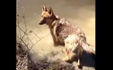 WATCH: Dog Freaks Out When Human Asks Her To Leave