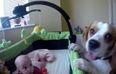VIDEO: Beagle Shares Plastic Balls with Baby Girl