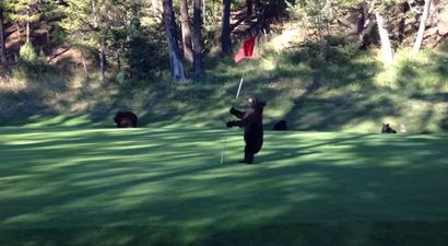 VIDEO: Bear Dances With A Flagpole On A Golf Course (Yes, You Read That Correctly)