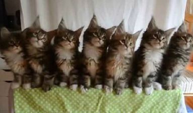 VIDEO: The Awkward Moment When Cats Dance Better Than You