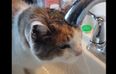 VIDEO: This Cat Hasn’t Quite Mastered How To Drink Water Out of The Sink
